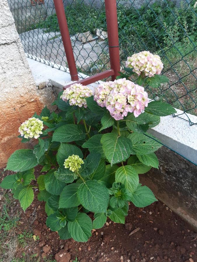 Apartment Jardin With Free Cowered Parking Zadar Buitenkant foto
